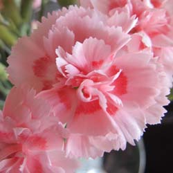 Oeillet mignardise rose / Dianthus plumarius Rosa